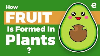 How Fruit Is Formed In Plants  Double Fertilization in Flowering Plants  Extraclass [upl. by Ahsait]