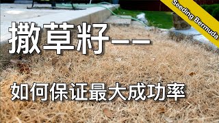 如何从种子建立完整草坪（二） 为什么种草籽会失败  how to grow grass from seed  尅尅amp凯西的后花园 [upl. by Ynetsed]