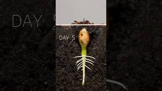 Plants Germination [upl. by Omor145]