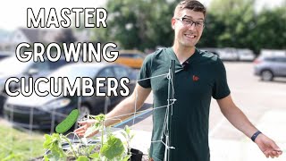 How To Trellis Cucumbers The Budget Friendly Way [upl. by Rauch359]