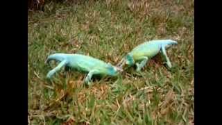 Hawaiian Jackson Chameleon fight [upl. by Oralie]