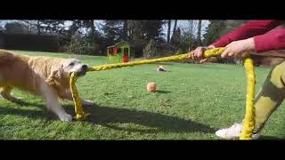 Pedigree DentaSTIX – Dogs have hands [upl. by Volkan]