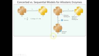 Lecture 6B  Concerted and Sequential Models for Allosterics [upl. by Iad]