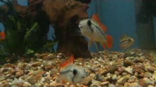 Apistogramma Cacatuoides Sunburst for sale at Tyne Valley Aquatics near Newcastle [upl. by Yelrac]