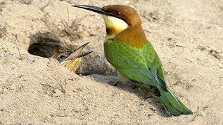 Green Bee Eatermerops orientalis Feeding Her Chicks In The Nest Neat Of Bee Eater Bird [upl. by Wendy735]