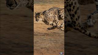 Cheetahs The Worlds Fastest Land Animals [upl. by Botti731]