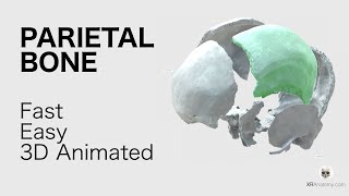 Parietal Bone  Fast and Easy Animated in 3D [upl. by Jp]