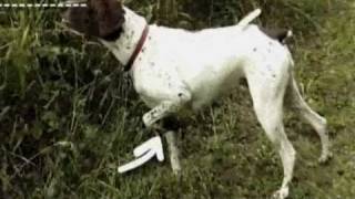 Dogs 101 German Shorthaired Pointer [upl. by Tamberg]