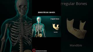 IRREGULAR BONES  Bones classification Part 4 [upl. by Fennelly136]