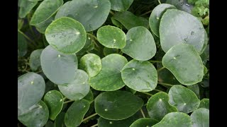 Plantas Villor Pilea Peperomioides  sus cuidados [upl. by Rodrick]