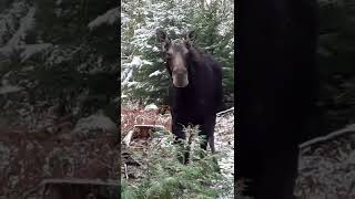 Moose Encounter  Aroostook County Maine 2022 [upl. by Iolanthe942]