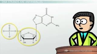 DNA  Adenine Guanine Cytosine Thymine [upl. by Parrnell744]