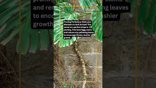 Monstera Care Guide monsteraplant monsteracare monsteradeliciosa monsteracareguide [upl. by Geno]