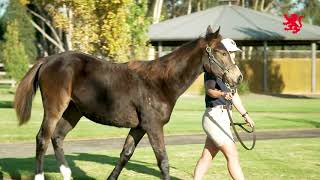 Lot 35  Tarzino x Clarify Filly [upl. by Airdnat338]