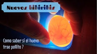 Nuevos Kikirikis Y Seleccion De Huevos Fértiles En Incubadora [upl. by Standford]