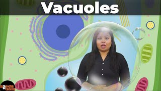 Vacuoles [upl. by Razaele]