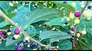 Falsa grewia Plants Phalsa Plant New Video  How To Grow Falsa Plant At Home  Falsa farming [upl. by Farrington116]