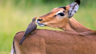 Oxpeckers The Natural Pest Controller  Oxpeckers Role in the Animal Kingdom [upl. by Susannah278]