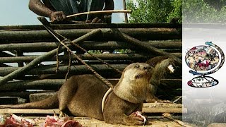 Traditional Otter Fishing in Bangladesh [upl. by Nappy866]