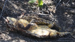 Matingcourtship of Blainville’s coast horned lizard [upl. by Arbua409]