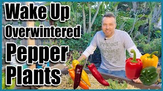 How to Grow Peppers or Chilies from OverWintered Plants [upl. by Sinoda694]