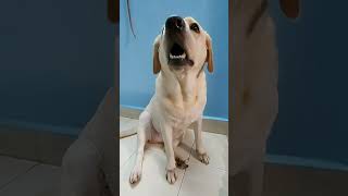 Labrador Dog Barking Loudly shorts [upl. by Aneelahs]