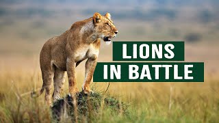 The Apex Predators Fighting To Feed Their 21 Lion Family  Pride In Battle  Full Documentary [upl. by Llertnauq297]