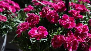 Container Dianthus from Selecta One North America [upl. by Amathiste]