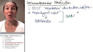 Bone  Cartilage 4 Intramembranous ossification [upl. by Hallock]