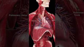 ✨Heart and diaphragm ✨ 3D human anatomy short video [upl. by Eelamme]