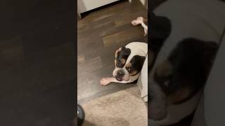 Introducing Anaya my gremlin doggie puppy dog funny comedy oldenglishbulldog bulldog [upl. by Okoyk]