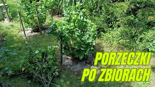 Jak zadbać o poprzeczki po zbiorach czyli cięcie nawożenie i podlewanie [upl. by Eednas]