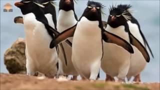 ¡Súper poder de pingüino  Aventuras con los Kratt  Discovery Kids [upl. by Adnawad]