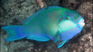 Facts The Parrotfish [upl. by Jarret]