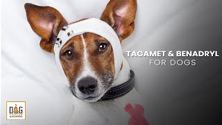 Tagamet and Benadryl for Dogs  Nancy Reese DVM MPVM PhD Deep Dive [upl. by Scottie]