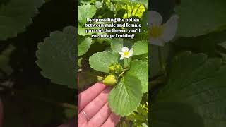 Tickled pink thanks to our strawberries growth 🍓 growingfruit gardentip organicseeds lifehack [upl. by Wilkison]