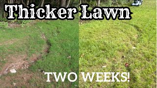 ULTIMATE Guide To OVERSEEDING YOUR LAWN [upl. by Airtal]