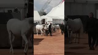 Le Cirque Knie et ses chevaux à Genève Il Circo Knie e i suoi cavalli a Ginevra 🎪🐴🐎🇨🇭 [upl. by Drawyeh]