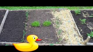 2013 Garden Finally planted Companion Planting [upl. by Enomor]