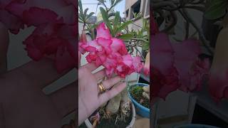 Koi kisi ka nahi hotagardenplantsflowersshorts subscribe mybeautifulgarden [upl. by Ulita]