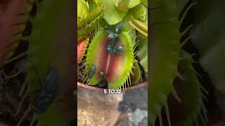 Carnivorous Plant Venus Flytrap [upl. by Kaitlyn376]