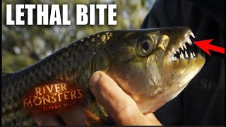 How Dangerous Is A Tiger Fish  River Monsters [upl. by Velick]