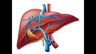 Fisiología del hígado [upl. by Adnolor]