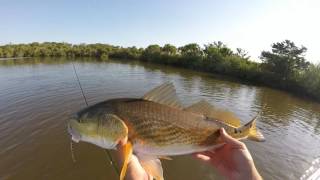 Fly fishing Redfish Ormond Beach [upl. by Airel]