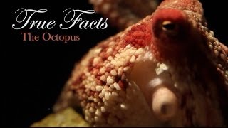 True Facts About The Octopus [upl. by Yzzo]