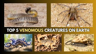 Top 5 Most Venomous Creatures In The World  Natures Secret [upl. by Colwell771]