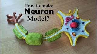 How to make Neuron 3d Model using Thermocol [upl. by Liamsi]