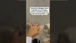 Kıyamam ya 🥹 cat kedi kediaski funny 🎥uzmmaideasay [upl. by Adnilem590]