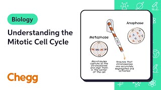 Understanding the Mitotic Cell Cycle  Biology [upl. by Orelu]