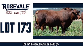 Lot 173 Rosevale Maverick U480 P [upl. by Nytnerb]